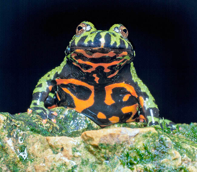 Bombina orientalis, Bombinatoridae, crapaud sonneur oriental