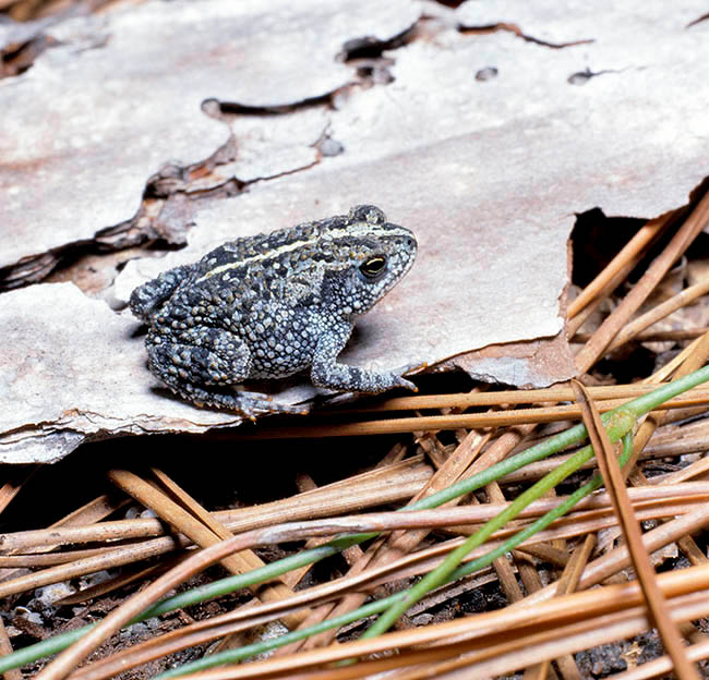 Anaxyrus quercicus, Bufonidae