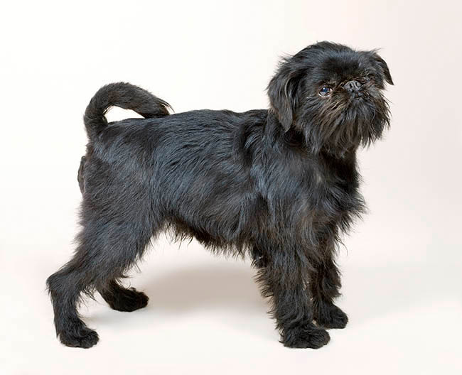 Griffone Belga, Griffon Belge, Cane, Canis lupus familiaris