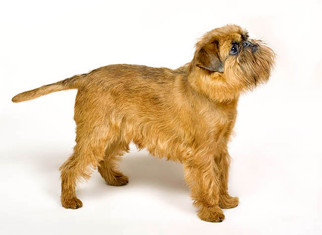 Griffon Bruxellois, Brussels Griffon, Dog, Canis lupus familiaris