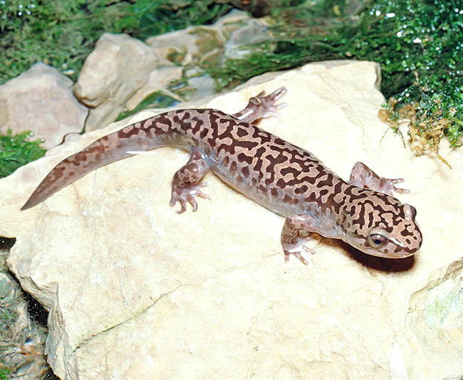 Dicamptodon ensatus, California Giant Salamander, Dicamptodontidae