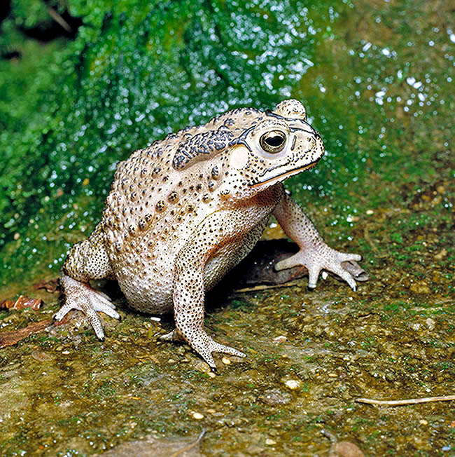 Duttaphrynus melanostictus, Bufo melanostictus, Bufonidae, Sapo común asiático