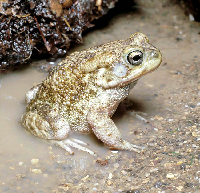 Sclerophrys regularis, Amietophrynus regularis, Bufonidae, Sapo común africano