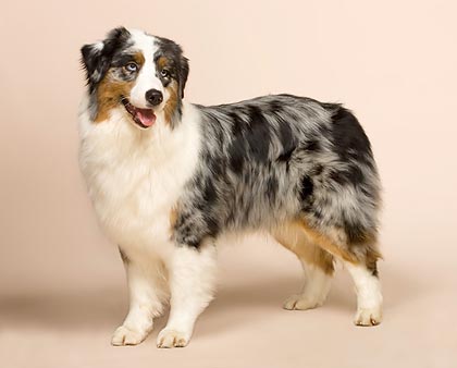 The male of the Australian Shepherd is bigger than the female © Mazza