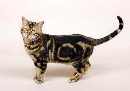 Felis Silvestris Bengal Monaco Nature Encyclopedia