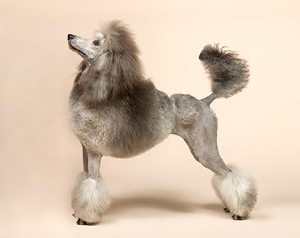 No doubt, the poodle is one of the most known companion dogs © Mazza