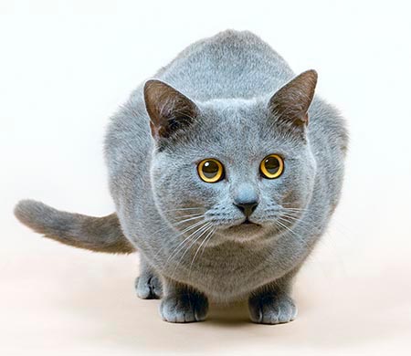 Chartreux bleu © Giuseppe Mazza