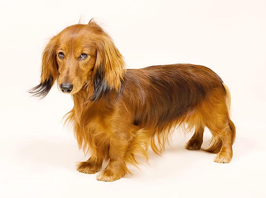 There are nine varieties of badger dog, here a Dachshund, with different sizes and hair © Mazza