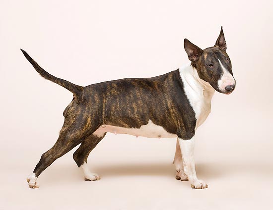 A Bull Terrier Miniature. Muscled dog, active, determined and intelligent © G. Mazza