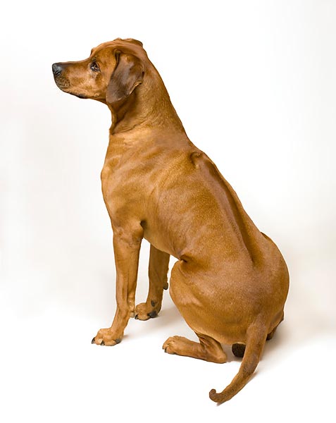 Le chien Rhodésien possède une crête dorsale caractéristique © Mazza