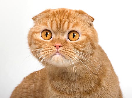 The folded ears are typical of the Scottish Fold © Giuseppe Mazza