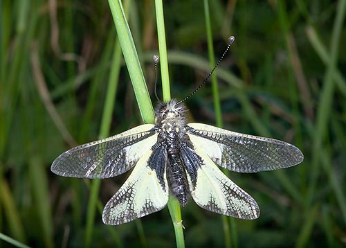 Libelloides coccajus © Giuseppe Mazza