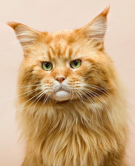 Maine Coon Red Blotched Tabby © Giuseppe Mazza
