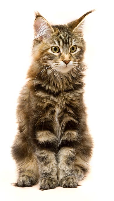 Maine Coon © Giuseppe Mazza