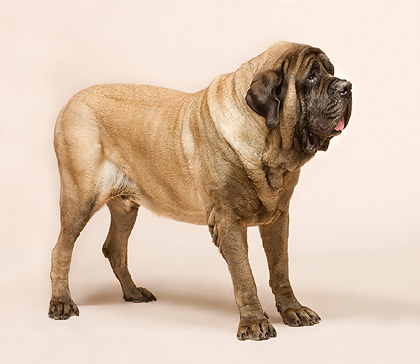 Mastiff anglais : un géant pour ami © Giuseppe Mazza