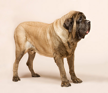 English Mastiff : a friendly giant © Giuseppe Mazza