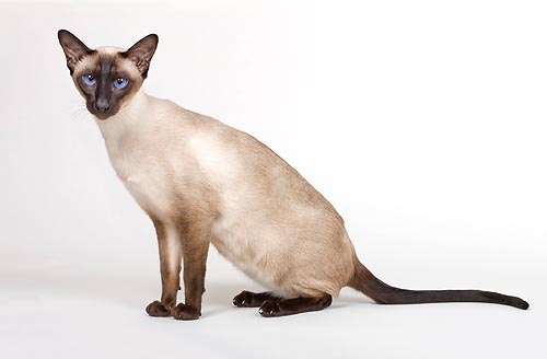 The difference of tint body-extremity is a characteristic of the Siamese © Mazza