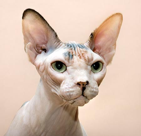 Sphynx Tortie & White © Giuseppe Mazza