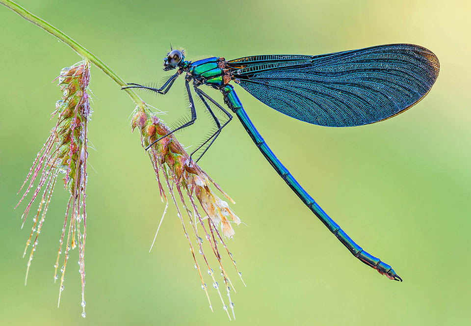 La Damigella dalle belle ali, Calopteryx virgo, ha una distribuzione Euro-asiatica