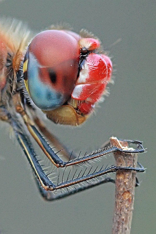 Sympetrum fonscolombii maschio.