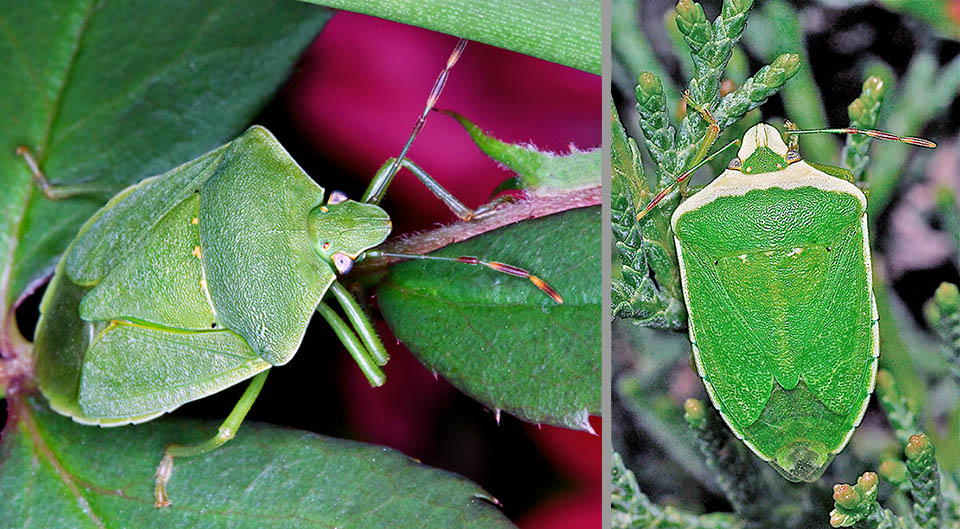 Adulti di Nezara viridula con le tre tipiche macchie chiare alla base dello scutello. A sinistra la forma descritta da Linneo e a destra Nezara viridula torquata, descritta da Fabricius, con la parte anteriore agli occhi composti, del pronoto e il margine delle ali anteriori crema rosato 