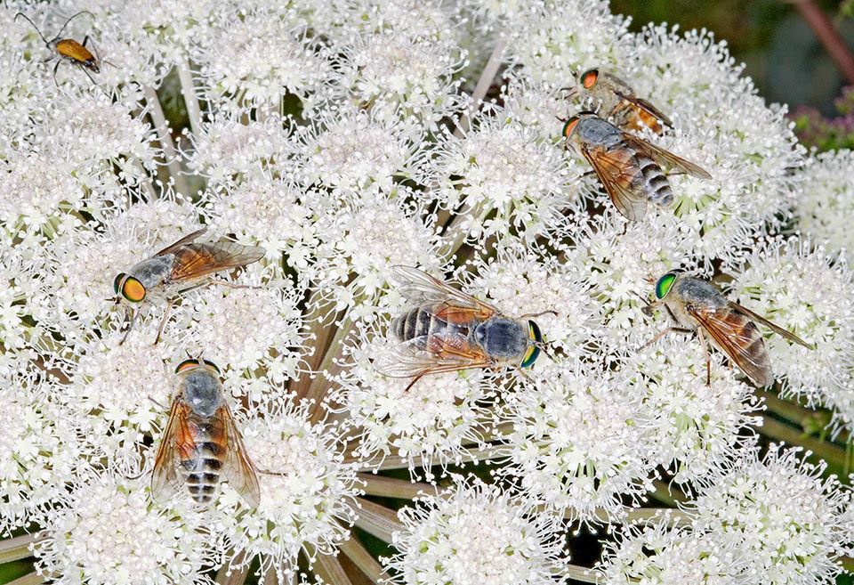 Philipomyia aprica è un tafano molto comune nel periodo estivo sui fiori delle Apiaceae in prati, torbiere e pascoli montani di varie località dell’Eurasia