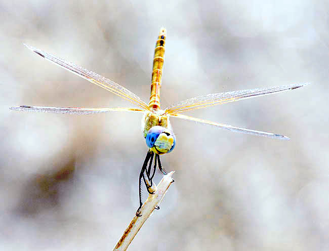 Sympetrum fonscolombii, Libellulidae, red-veined darter, nomad