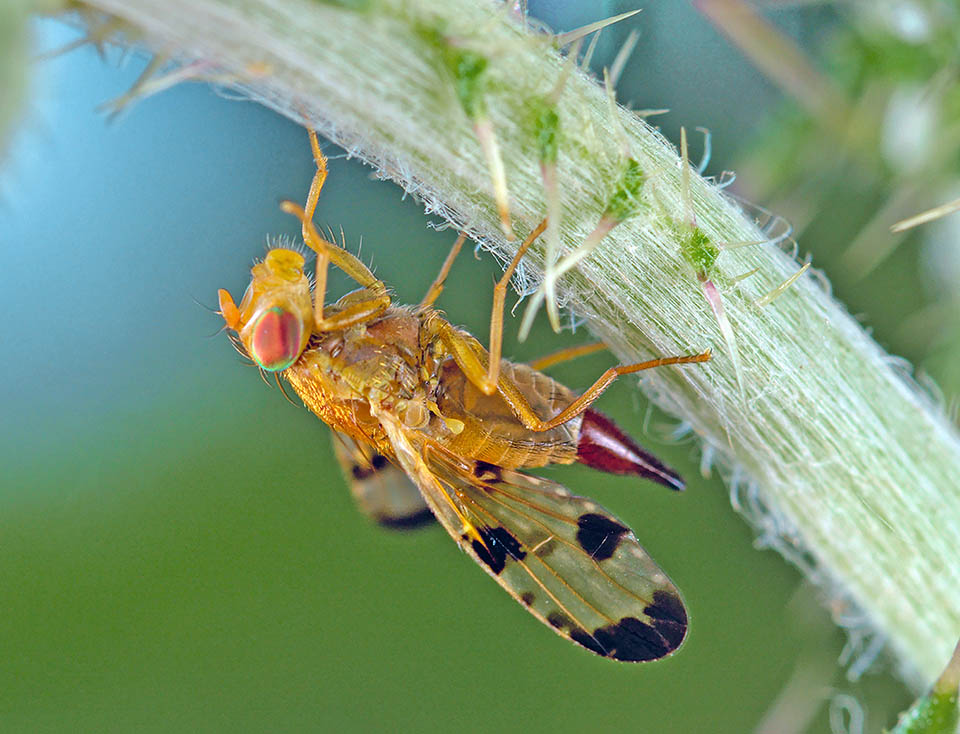 The Mottled Thistle Fly (Xyphosia miliaria) is present in most Europe, in the eastern Palaearctic area, and in Near East 