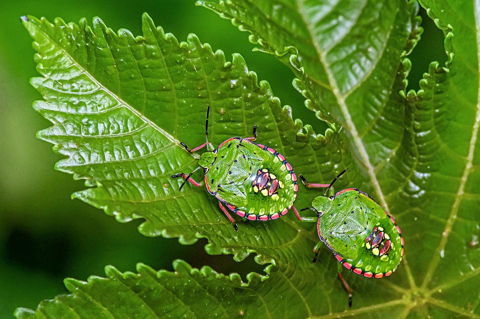 Dos ninfas de Nezara viridula chupan una hoja, transmitiendo el sabor desagradable de sus glándulas odoríferas. Los principales daños son en cultivos de tomate, algodón y soja 