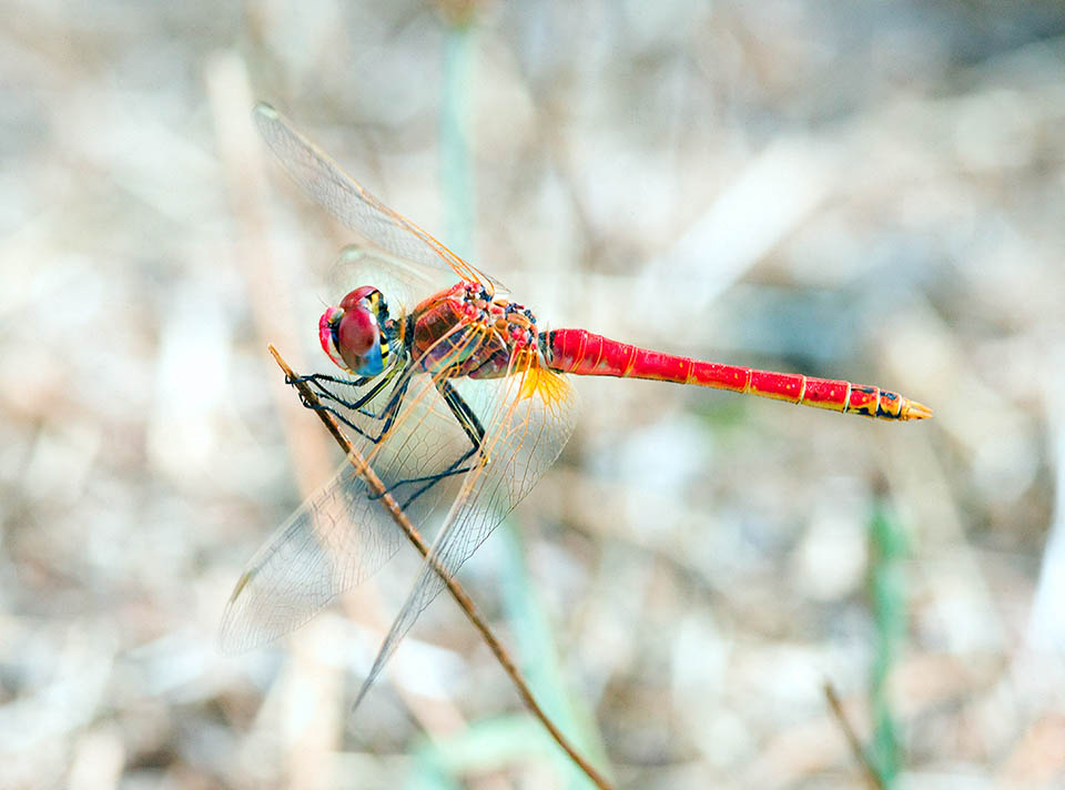 Sympetrum fonscolombii mâle