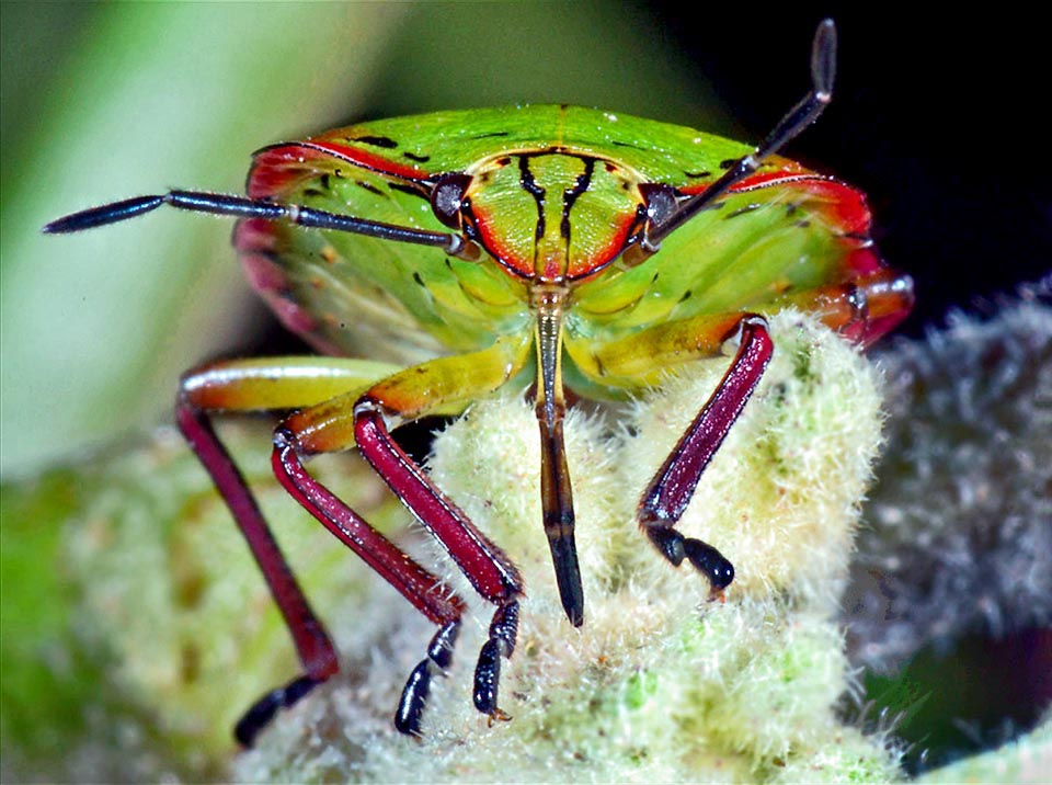 Primer plano de la cabeza de Nezara viridula con el aparato bucal picador-chupador con el que succiona las plantas. El labio inferior o rostro, con 4 artejos, alberga los estiletes bucales 