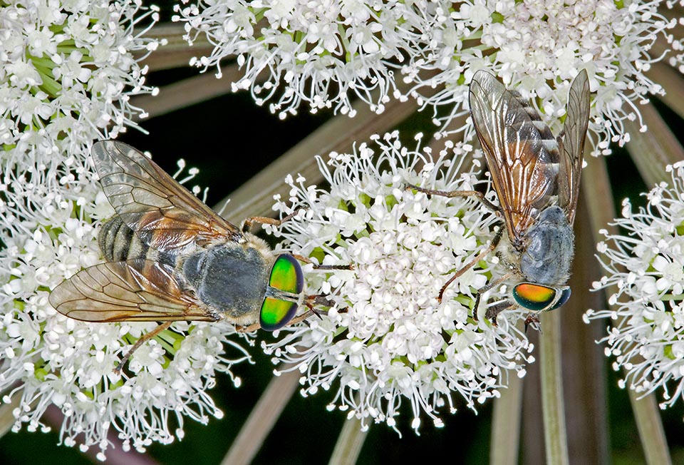 Two females. The large compound eyes are reddish with bright green reflections, as often occurs, according to the incidence angle of the light 