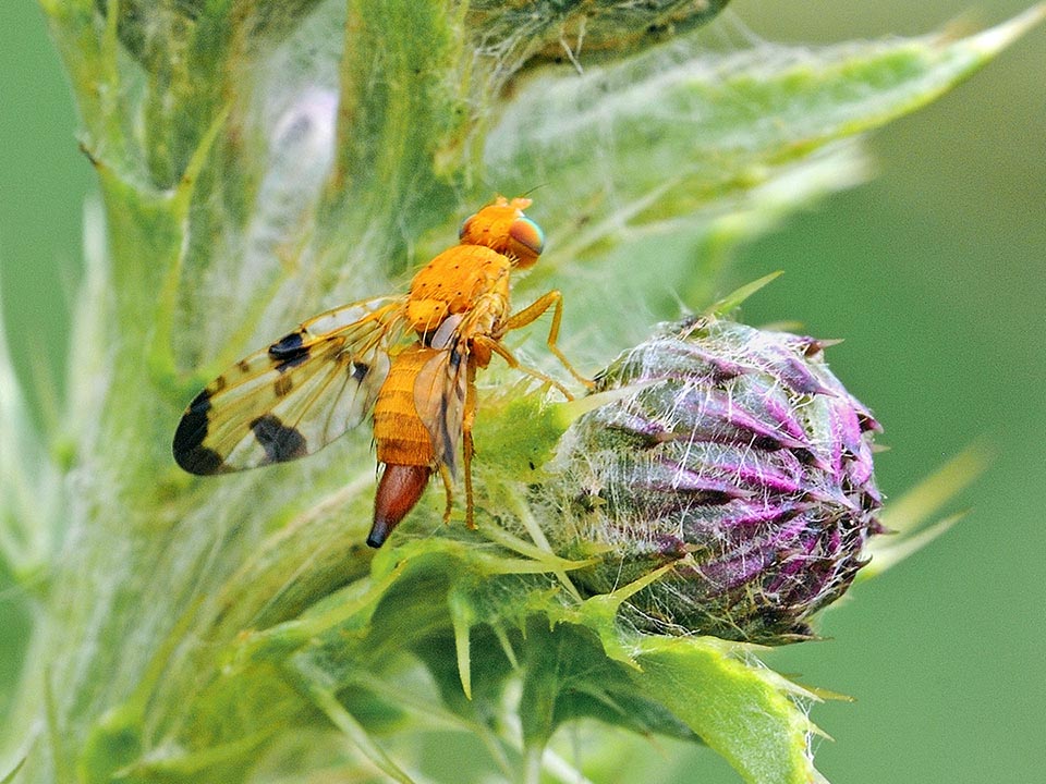 Xyphosia miliaria misura 5-8 mm e le femmine, dotate di un particolare tipo di ovopositore, detto di sostituzione, parassitizzano le infiorescenze dei generi Cirsium e Carduus