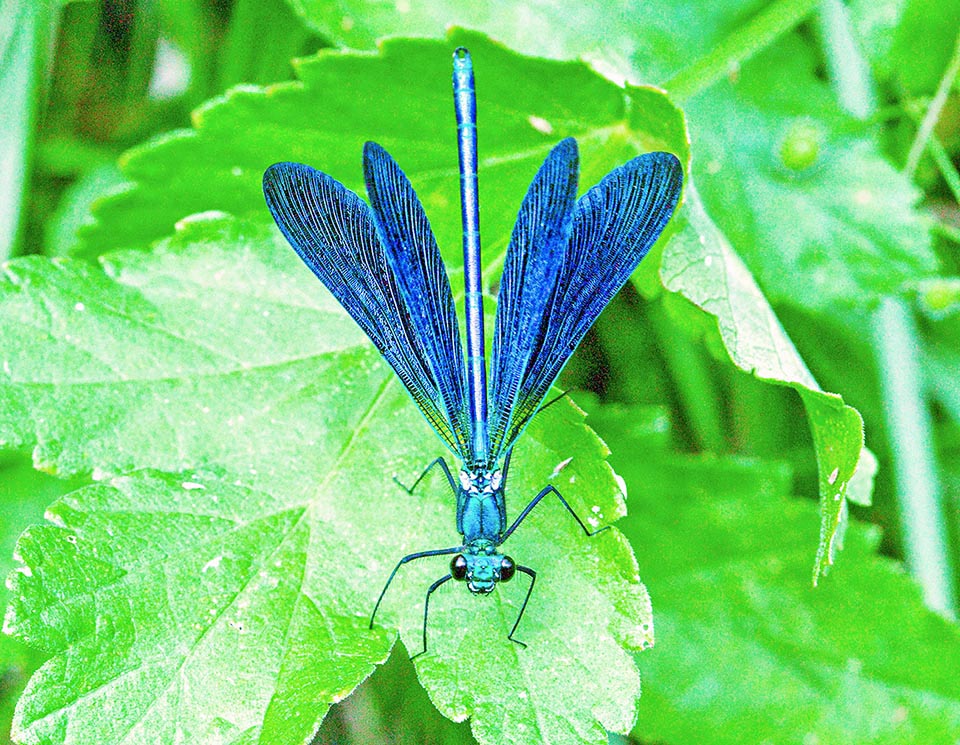 Calopteryx virgo ha quattro ali uguali