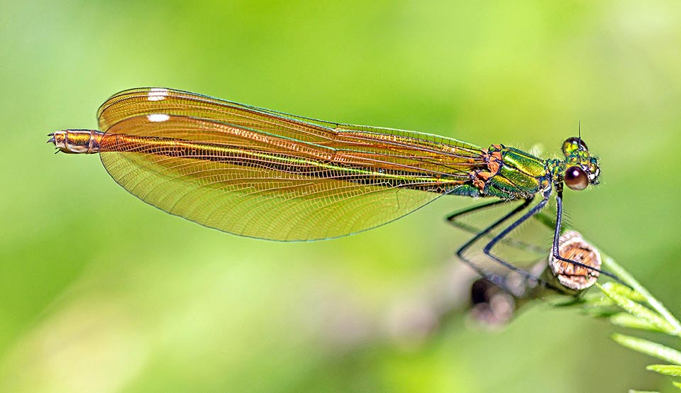 Female Calopteryx virgo is brown with a clear cell.