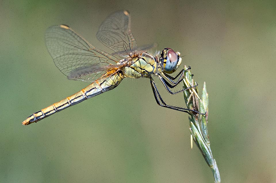 Une femelle de Sympetrum fonscolombei 