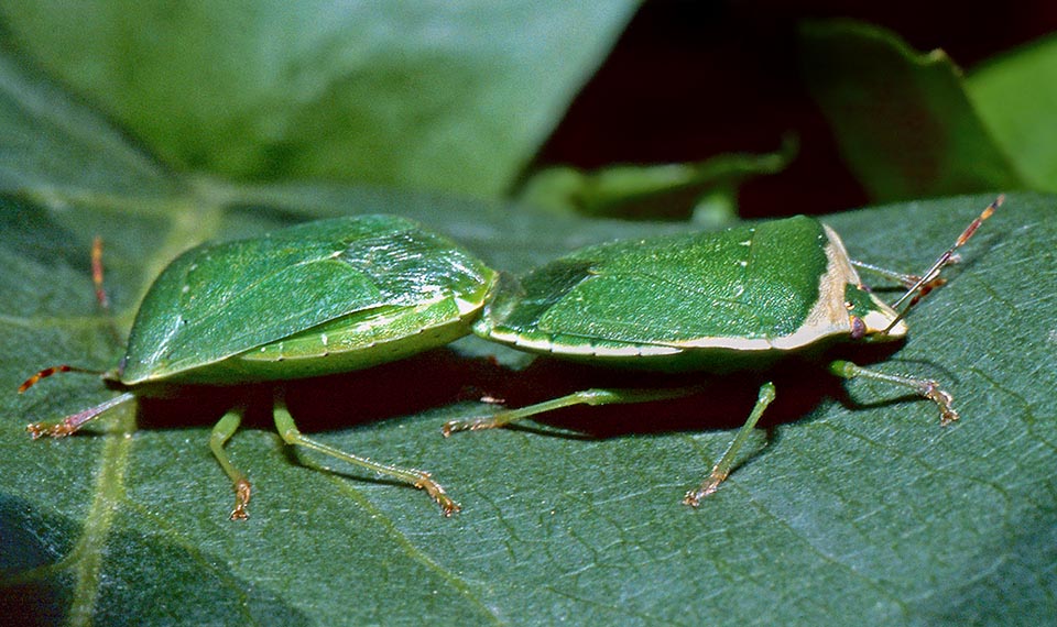 Lors de l'accouplement tête-bêche qui dure longtemps les adultes de Nezara viridula s'alimentent en se déplaçant souvent sur le support