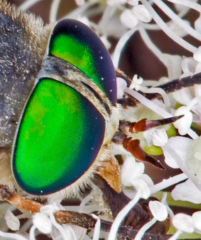 Leurs yeux composés sont en effet plus espacés que ceux des mâles et ont une courbure différente. À noter aussi les dents pointues des antennes tournées vers l'avant qui aident à distinguer cette espèce de sa congénère Philipomyia graeca 