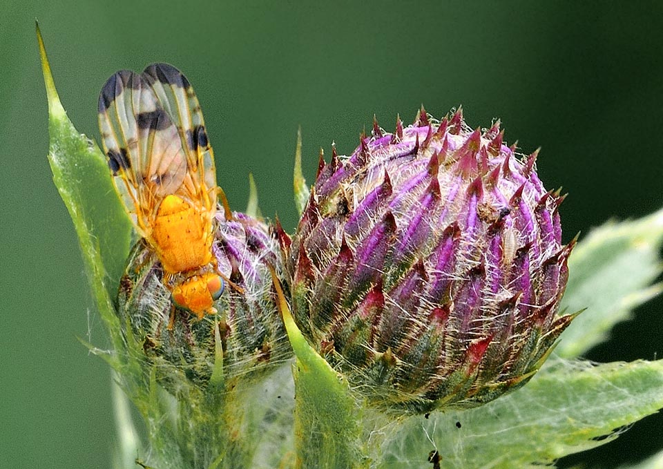 Il corpo di Xyphosia miliaria è di colore giallo arancione con occhi composti rosso arancio che sfumano al verde. Le setole e le caratteristiche macchie scure sulle ali servono alla determinazione 