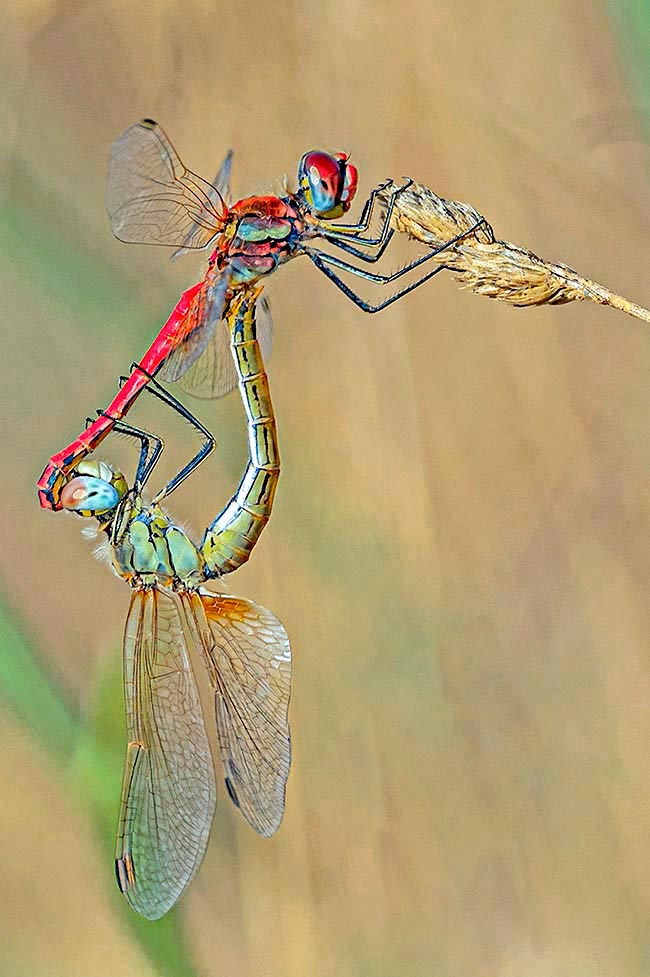 Durante l'accoppiamento il maschio e la femmina di Sympetrum fonscolombii formano un cuore.