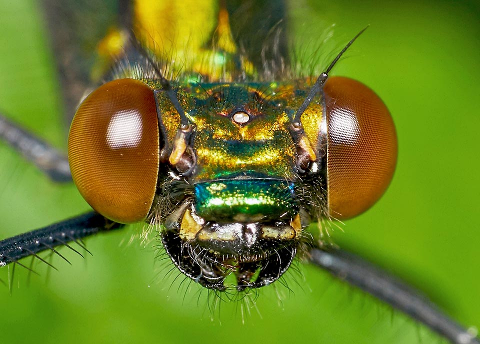 Tête de Calopteryx virgo