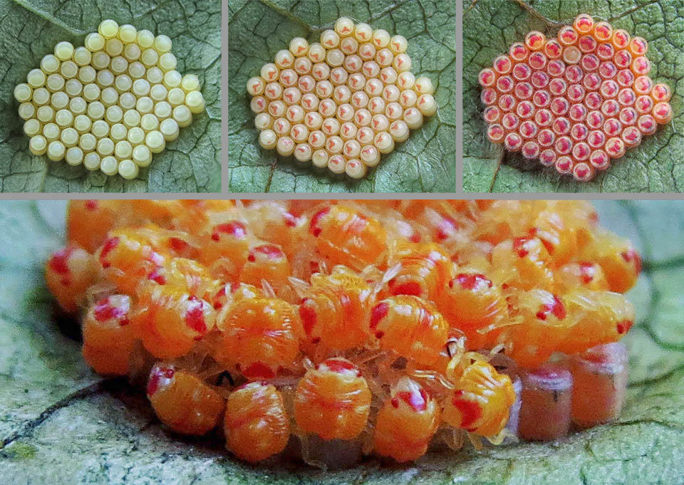 Eggs of Nezara viridula development stages in the ovations. When just laid these are whitish. Later on, dorsally appears in transparency, the pinkish colour of the embryo that gets more evident just before hatching. Below, in zoomed foreground, the newly born neanids stopped on the empty shells while the exoskeleton hardens up © Nagy Sándor m&m