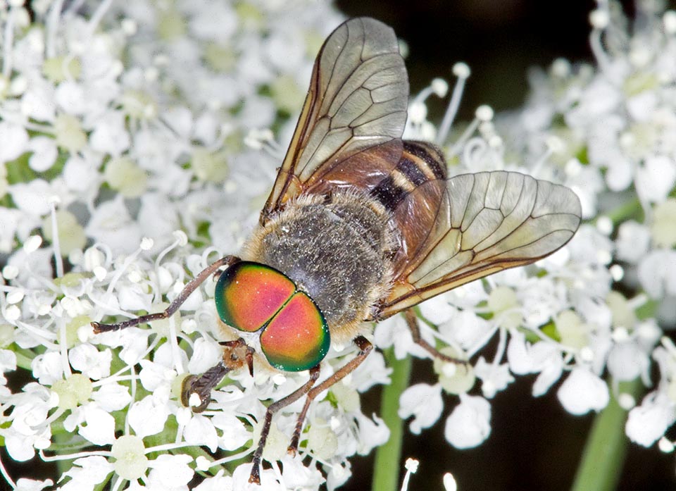 Un mâle se nourrissant de pollen et de nectar. À l'occasion il suce aussi le sérum des plaies infligées par les femelles à divers mammifères, surtout des bovins et des équidés