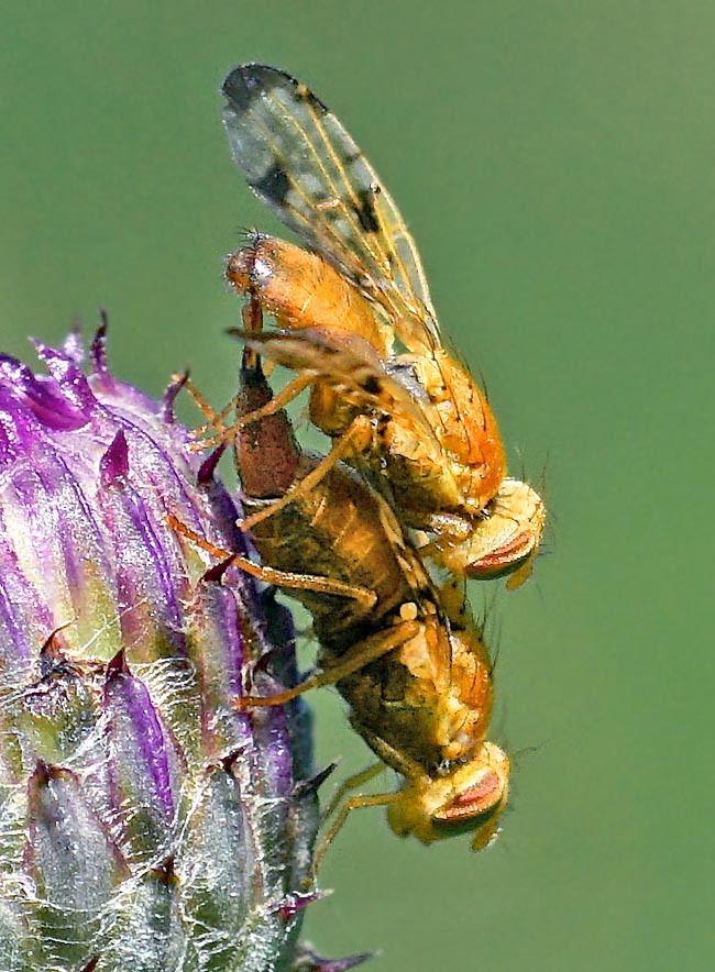 Per indurre la femmina all’accoppiamento Il maschio di Xyphosia miliaria le accarezza l’addome con le zampe anteriori.