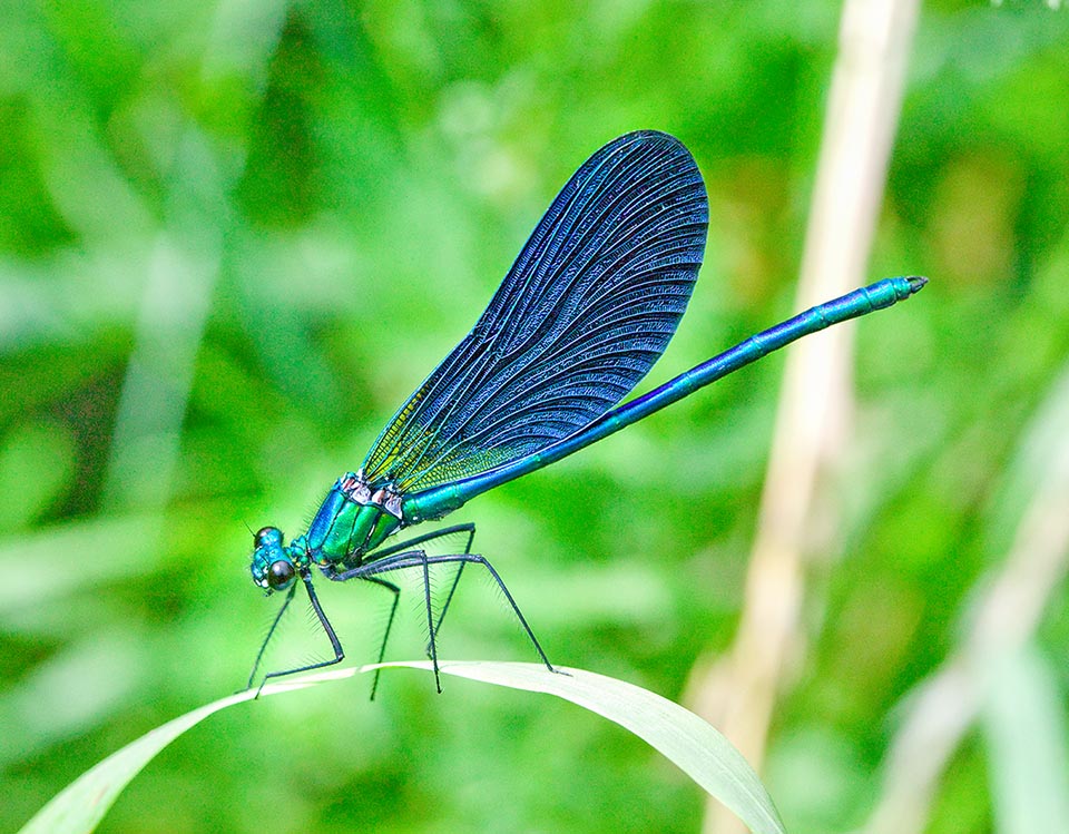 Males of Beautiful demoiselle are blue and territorial.