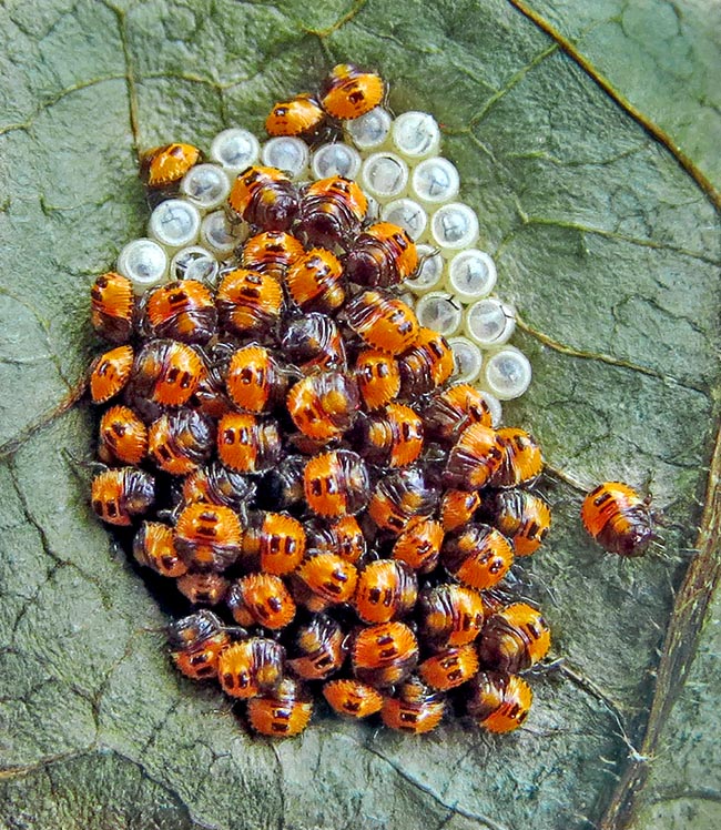 Dopo alcune ore il tegumento diventa più scuro e le giovani neanidi si allontanano disperdendosi sulla vegetazione