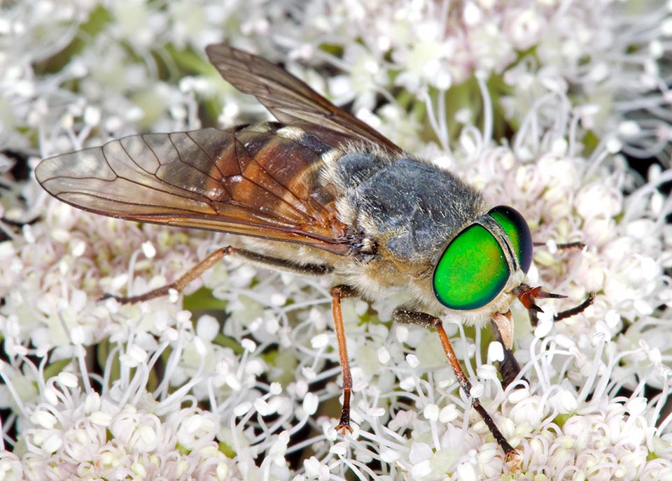 In this female can be seen the sharp blades of the buccal apparatus that cut blood into the skin of the mammals. To lay about one hundred eggs in swampy zones, they in fact need about 0,4 g of blood per day. The larvae, to transform in pupae and then in adults, prey for two years small insects, crustaceans, mollusks and nematodes 