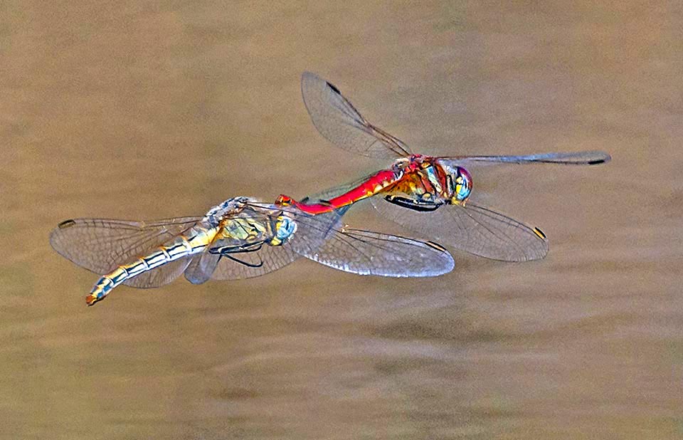 Males and females of Sympetrum fonscolombii sometimes fly in tandem.