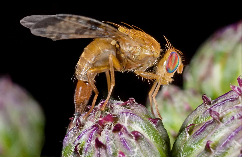 Deposizione su un’infiorescenza. Le larve bianche vermiformi, lunghe circa 5 mm provocano delle galle. A maturità creano l’astuccio protettivo delle pupe 