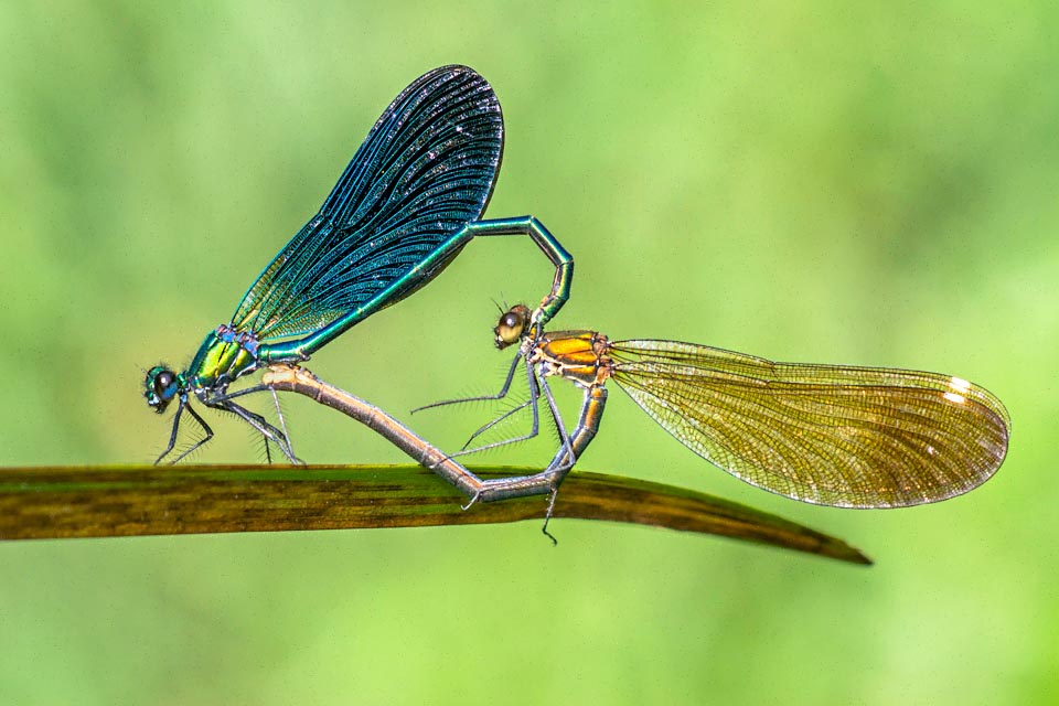 In accoppiamento Calopteryx virgo forma un cuore